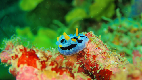 Introduction to Nudibranchs