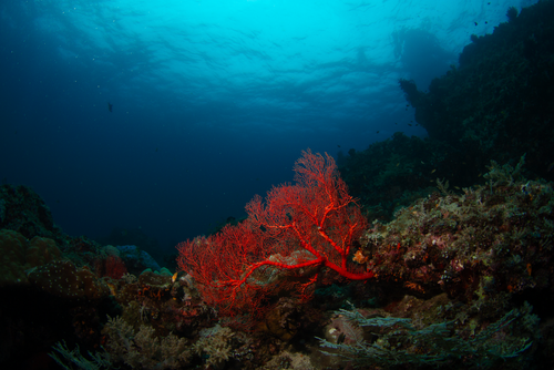 The Fascinating World of Glowing Corals